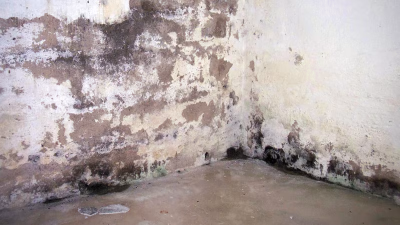 TecLine schimmelverwijderaar 500 ml fles, incl. sproeikop Schimmel, Schaden am Haus, Schimmelschaden