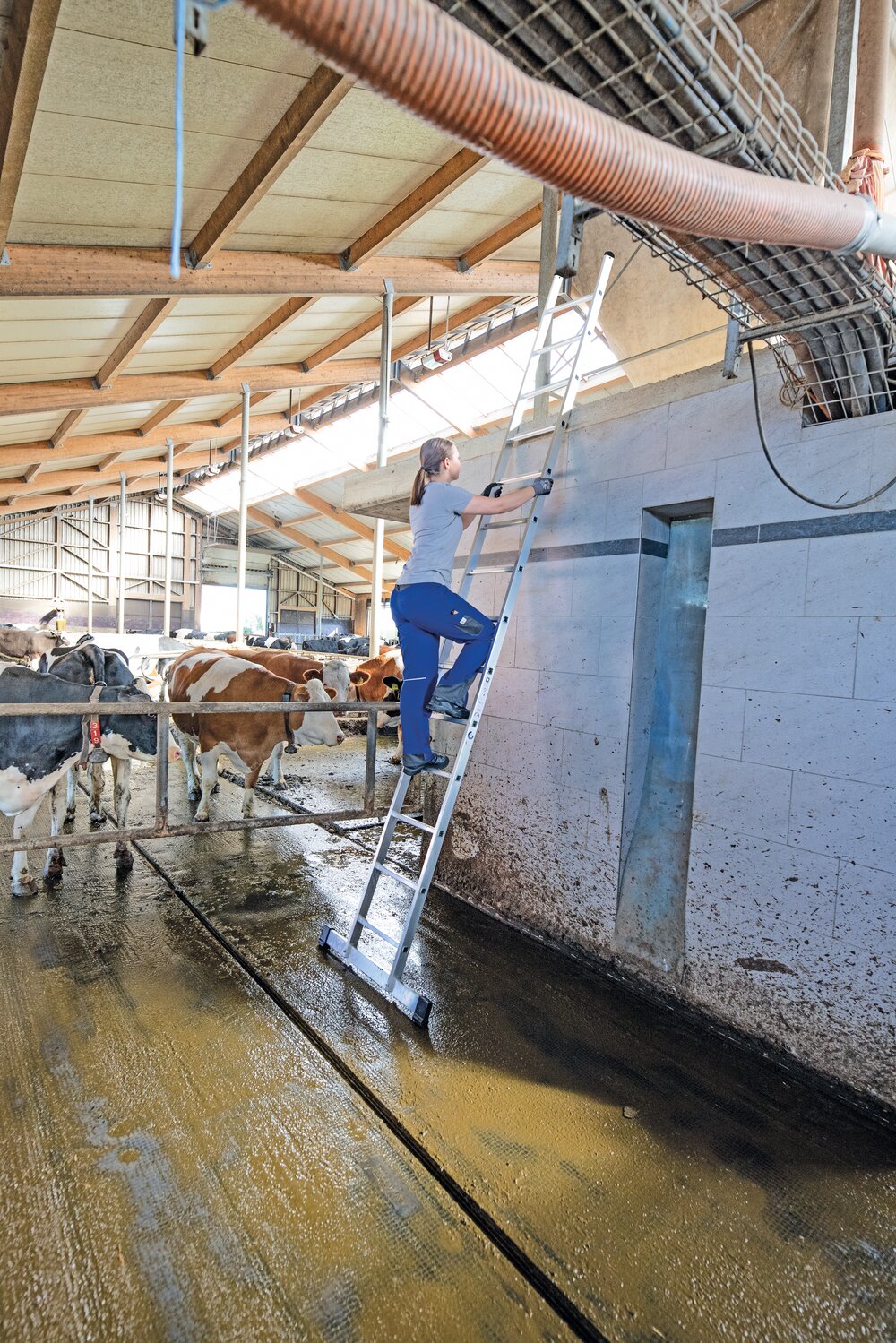 Milieubild 3814717 Enkele Munk ladder met standaard traverse 24 sporten