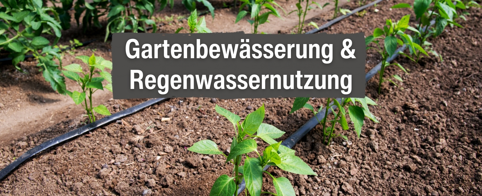 Gartenbewsserung Banner Boden, Landwirtschaft, Pflanzenwuchs, Kräuterig, Garten