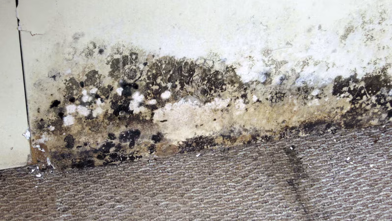 TecLine schimmelverwijderaar 500 ml fles, incl. sproeikop Schimmel, Schaden am Haus, Schimmelschaden