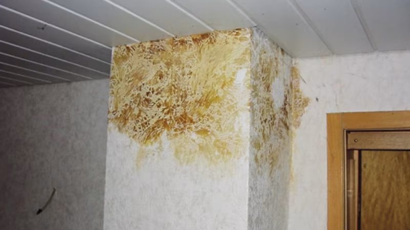 TecLine barrière- en isolatieprimer 400 ml wit Schimmel, Schaden am Haus, Schimmelschaden